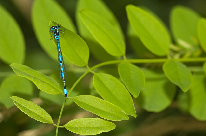 Coenagrion pulchellum ?